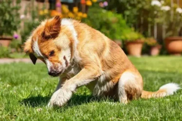Cachorro se coçando muito mesmo sem pulgas: o que pode ser?