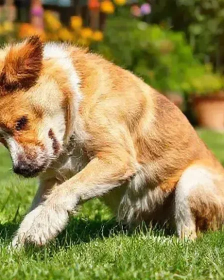 Cachorro se coçando muito mesmo sem pulgas: o que pode ser?