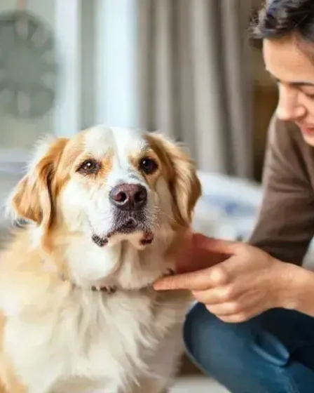 Sintomas de doença em cachorro: fique atento aos sinais do seu amigo