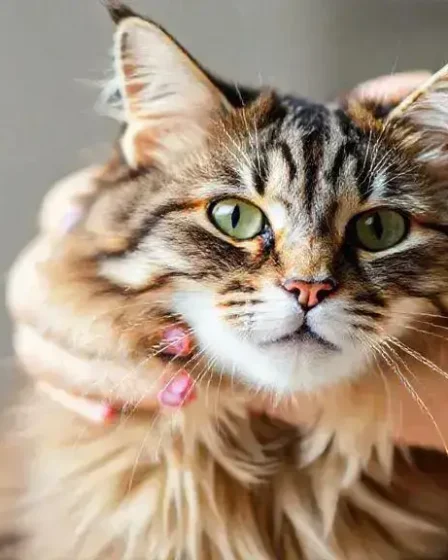 Higiene felina: descubra hábitos que podem transformar a saúde do seu gato
