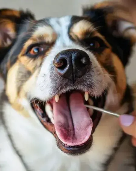 Cão com mau hálito: o que fazer para resolver esse problema