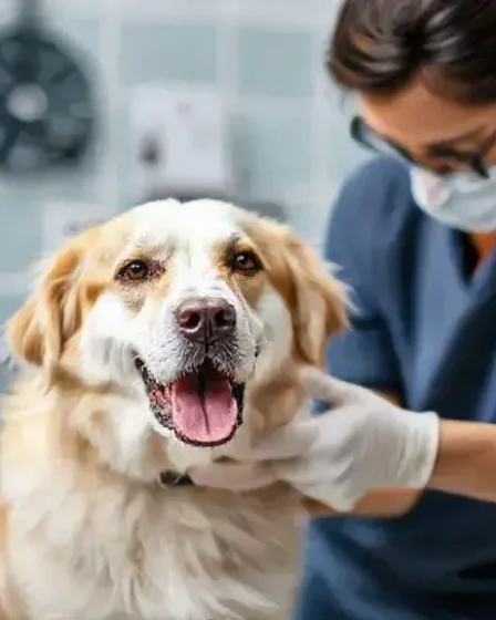 Castração de cachorro: prós e contras que você precisa conhecer