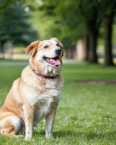 Adestramento positivo: como transformar o comportamento do seu cão