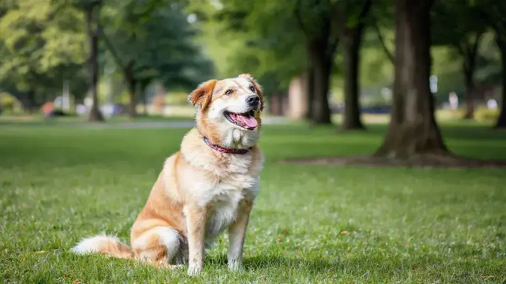Adestramento positivo: como transformar o comportamento do seu cão