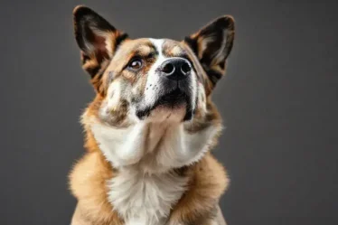 Cães mais inteligentes do mundo: descubra os campeões da inteligência canina
