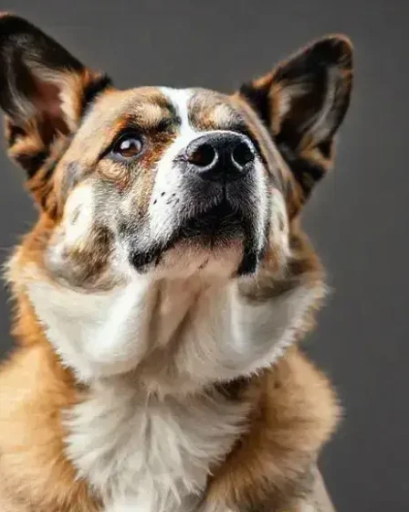 Cães mais inteligentes do mundo: descubra os campeões da inteligência canina