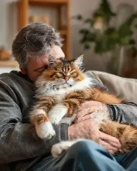 Raças de gatos mais carinhosos: descubra quais são as mais afetuosas