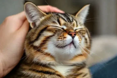 O que significa quando o gato ronrona? Entenda esse comportamento
