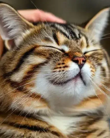 O que significa quando o gato ronrona? Entenda esse comportamento