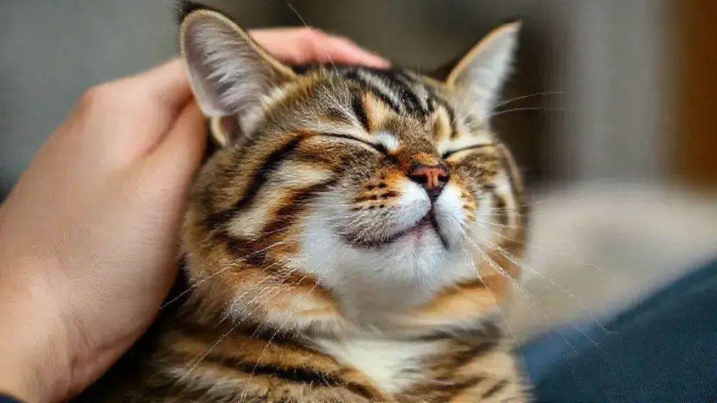 O que significa quando o gato ronrona? Entenda esse comportamento