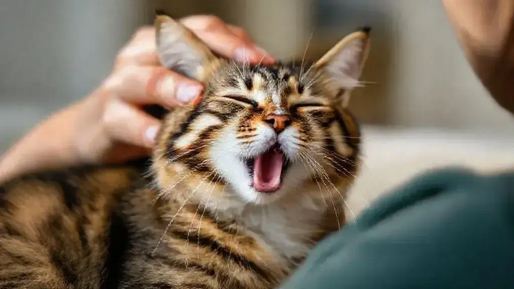 Por que os gatos ronronam? Por que os gatos ronronam?