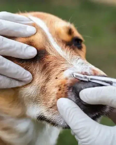 Como identificar pulgas no cachorro: dicas e sinais importantes