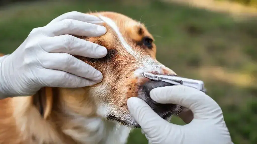 Como identificar pulgas no cachorro: dicas e sinais importantes