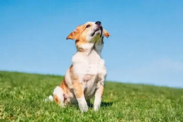 Dicas para tirar boas fotos do seu pet e deixar todos encantados