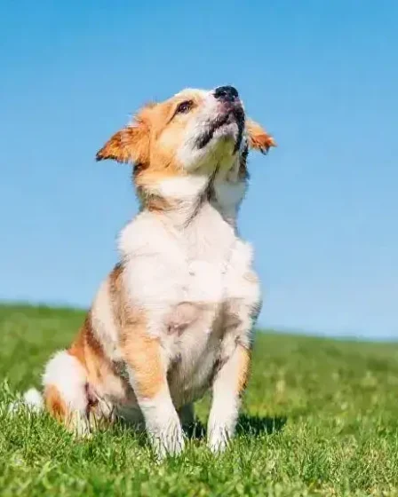 Dicas para tirar boas fotos do seu pet e deixar todos encantados