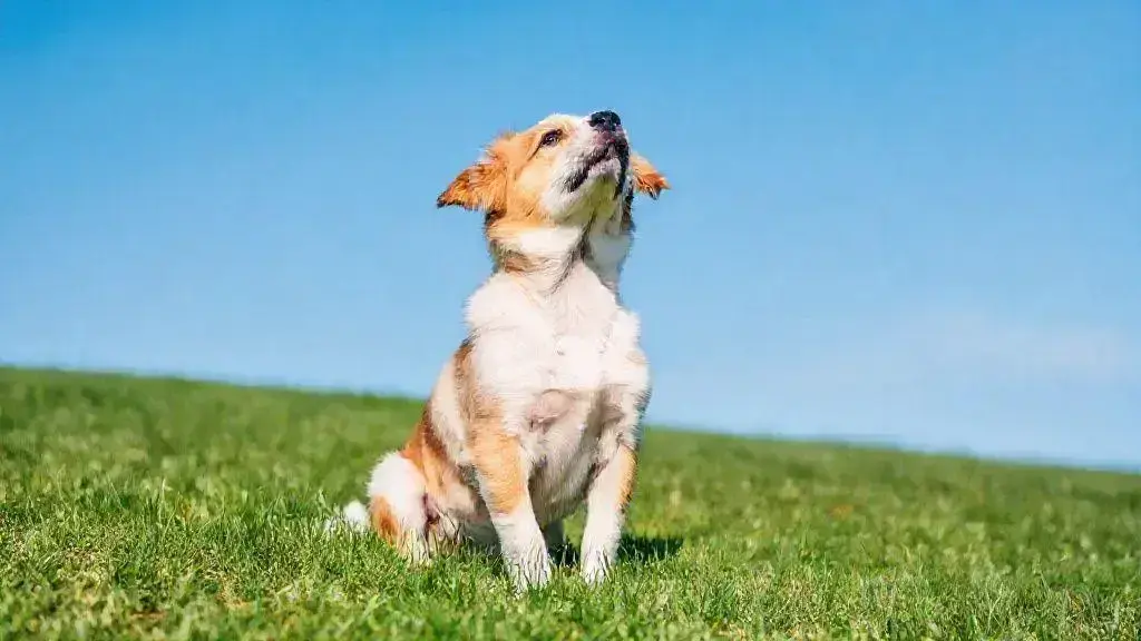 Dicas para tirar boas fotos do seu pet e deixar todos encantados