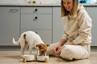 A alimentação do seu pet está acompanhando a vida que ele leva? Entenda
