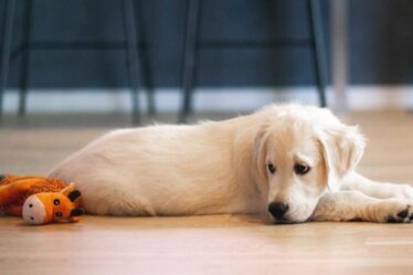 Ansiedade de separação: como ela afeta os cães?