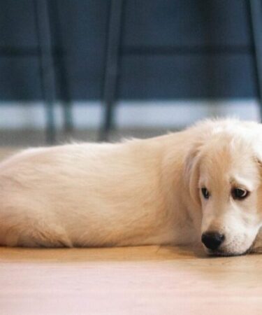 Ansiedade de separação: como ela afeta os cães?