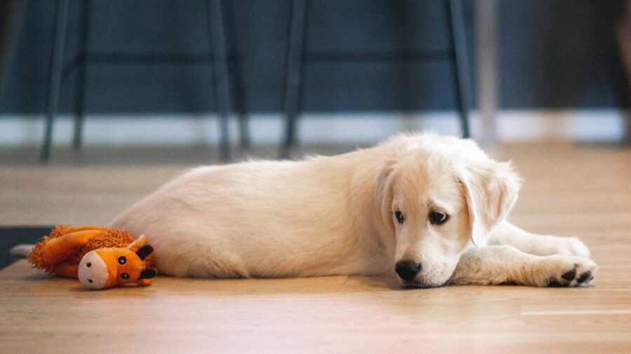 Ansiedade de separação: como ela afeta os cães?