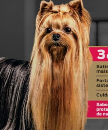 Apetite seletivo em cães: como a nutrição pode ajudar