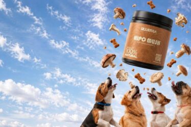 Biotecnologia brasileira avança na pesquisa de novos ingredientes para pet food