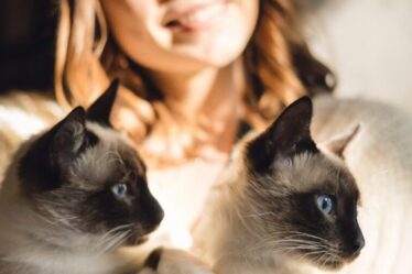 Ciência confirma: 100% dos 93 países analisados revelam que convivência com gatos eleva índices de felicidade
