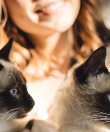 Ciência confirma: 100% dos 93 países analisados revelam que convivência com gatos eleva índices de felicidade