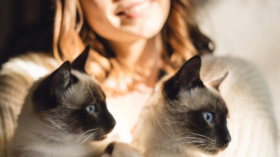 Ciência confirma: 100% dos 93 países analisados revelam que convivência com gatos eleva índices de felicidade