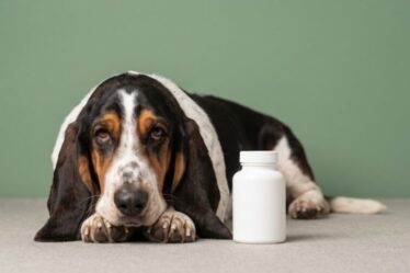 Compra frequente e decisão individual redesenham a jornada do medicamento pet