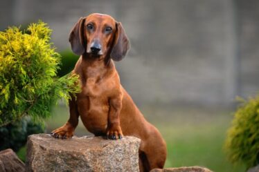 Cushing em cães: sinais podem ser confundidos com o envelhecimento