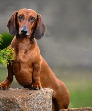 Cushing em cães: sinais podem ser confundidos com o envelhecimento