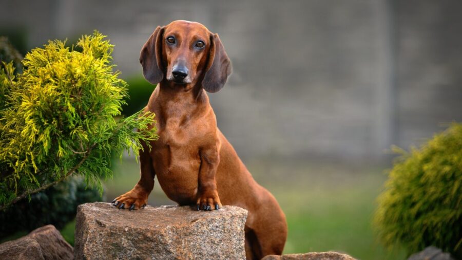 Cushing em cães: sinais podem ser confundidos com o envelhecimento