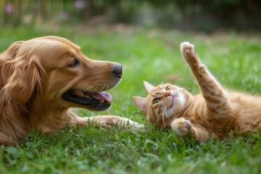 Dia Mundial dos Animais e da Adoção reforçam compromisso com saúde e bem-estar dos pets