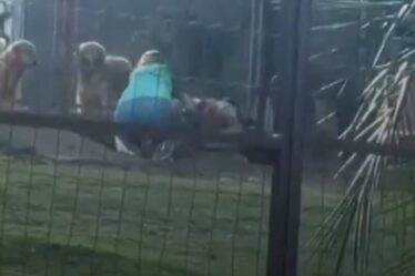 Dona de hotel para pets explica agressão a cão flagrada em vídeo