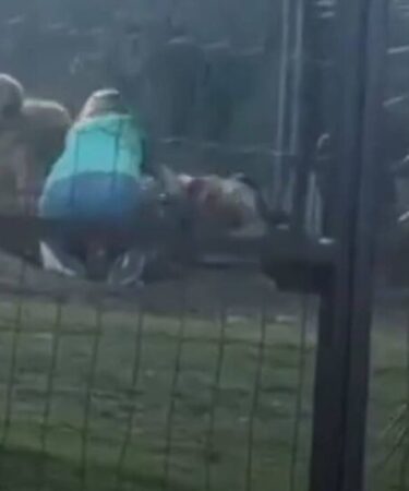 Dona de hotel para pets explica agressão a cão flagrada em vídeo
