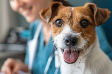 Estudo brasileiro aponta benefícios da associação de tramadol e dipirona no pós-operatório de cães