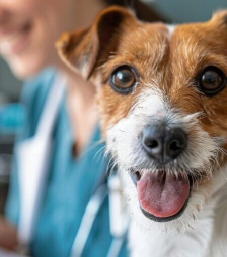 Estudo brasileiro aponta benefícios da associação de tramadol e dipirona no pós-operatório de cães