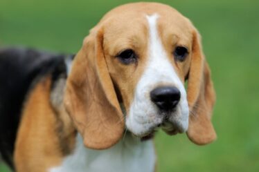 Estudo mapeia envelhecimento imunitário e metabólico em cães da raça Beagle