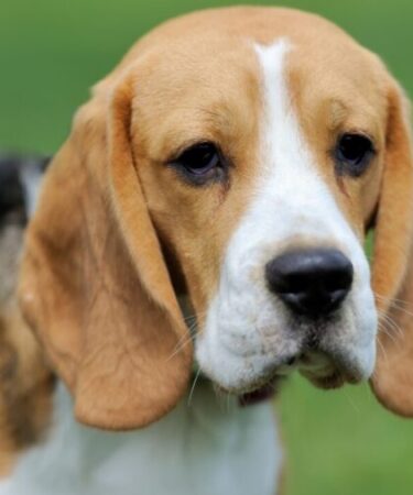 Estudo mapeia envelhecimento imunitário e metabólico em cães da raça Beagle