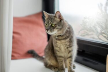 Estudo nos EUA detecta microplásticos em tecidos reprodutivos de 71% dos gatos analisados