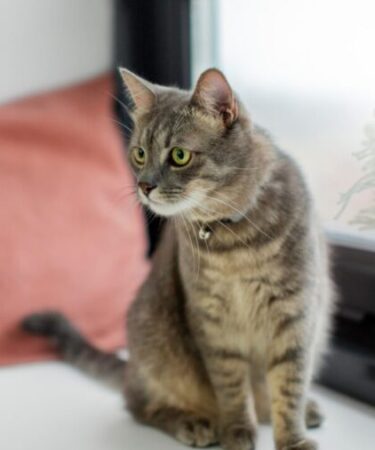 Estudo nos EUA detecta microplásticos em tecidos reprodutivos de 71% dos gatos analisados