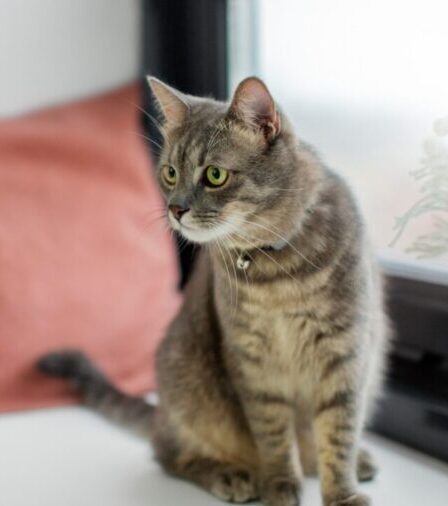 Estudo nos EUA detecta microplásticos em tecidos reprodutivos de 71% dos gatos analisados