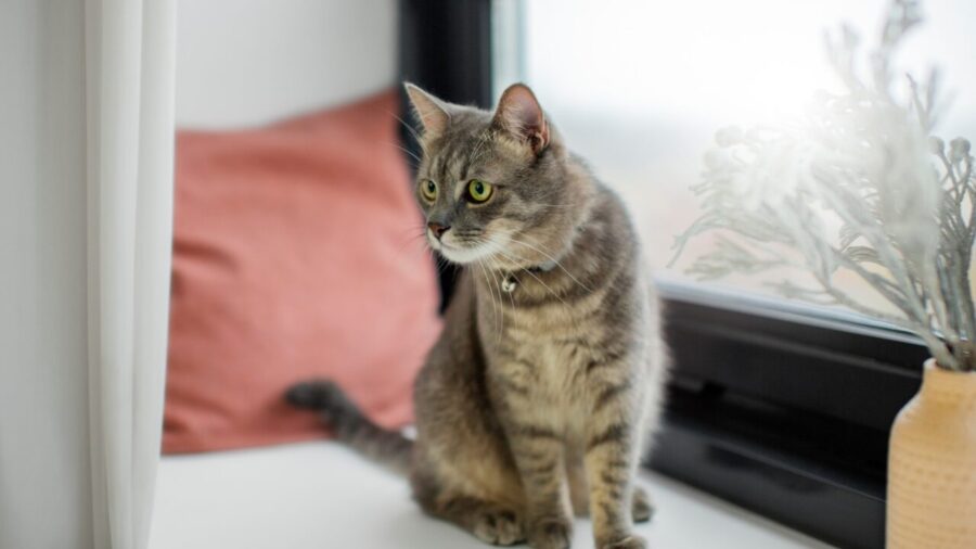 Estudo nos EUA detecta microplásticos em tecidos reprodutivos de 71% dos gatos analisados