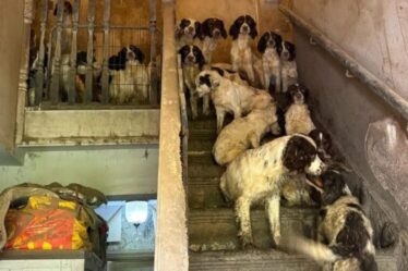 Família é condenada após resgate de 84 cães em situação de maus-tratos na Inglaterra