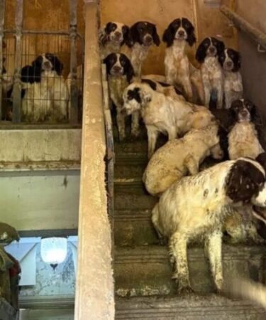 Família é condenada após resgate de 84 cães em situação de maus-tratos na Inglaterra