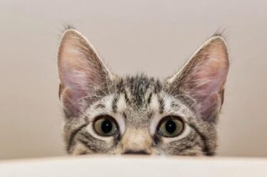 Gatos estão em 53 milhões de lares nos EUA impulsionados pela Geração Z e por público masculino