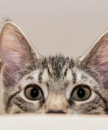 Gatos estão em 53 milhões de lares nos EUA impulsionados pela Geração Z e por público masculino