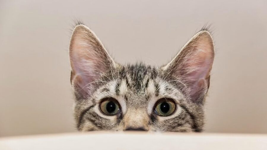 Gatos estão em 53 milhões de lares nos EUA impulsionados pela Geração Z e por público masculino