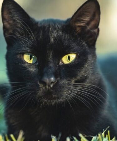 Gatos pretos esperam mais por adoção e ainda enfrentam preconceito